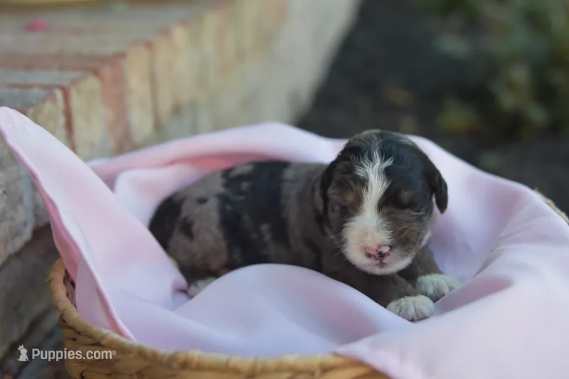Wendy – Bernedoodle puppy for sale in Monterey, TN