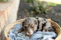 Winston, a male Bernedoodle for sale in Monterey, TN – 1 of 1