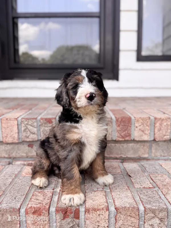Wendy – Bernedoodle puppy for sale in Monterey, TN