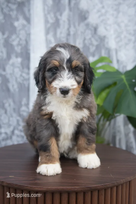 Alfie – Bernedoodle puppy for sale in Monterey, TN