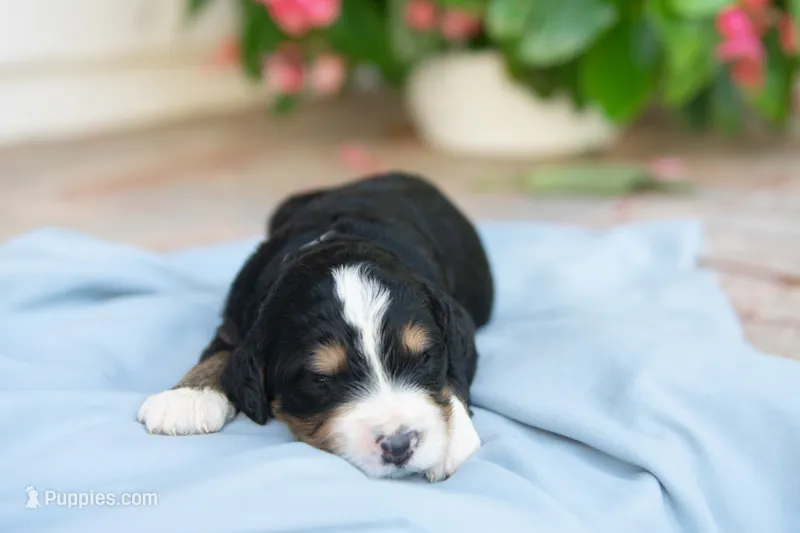 Milo – Bernedoodle puppy for sale in Monterey, TN