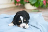 Milo, a male Bernedoodle for sale in Monterey, TN – 1 of 1