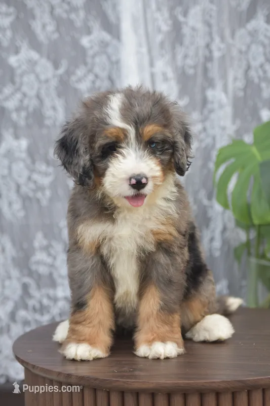 Mopsy – Bernedoodle puppy for sale in Monterey, TN