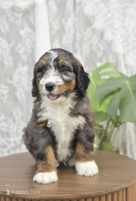 Alfie – Bernedoodle puppy for sale in Monterey, TN