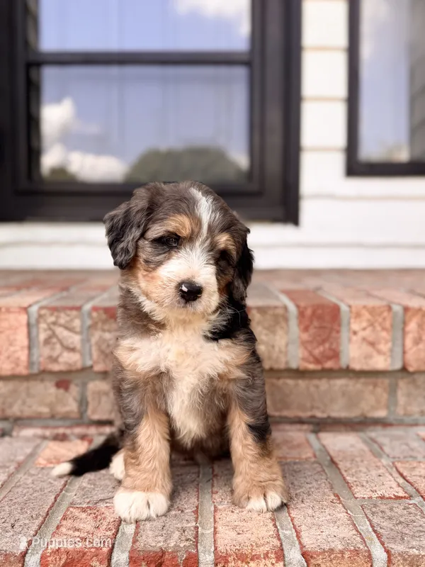Charlotte – Bernedoodle puppy for sale in Monterey, TN
