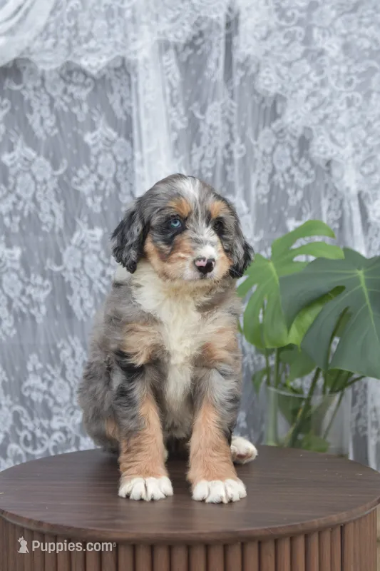 Alice – Bernedoodle puppy for sale in Monterey, TN