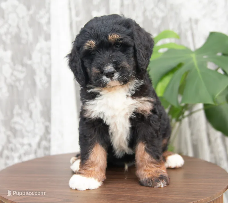 Bear – Bernedoodle puppy for sale in Monterey, TN