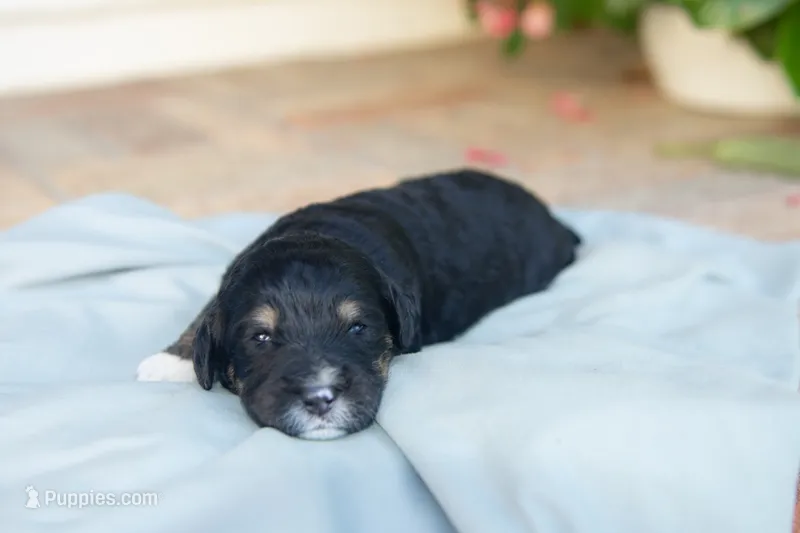 Bear – Bernedoodle puppy for sale in Monterey, TN