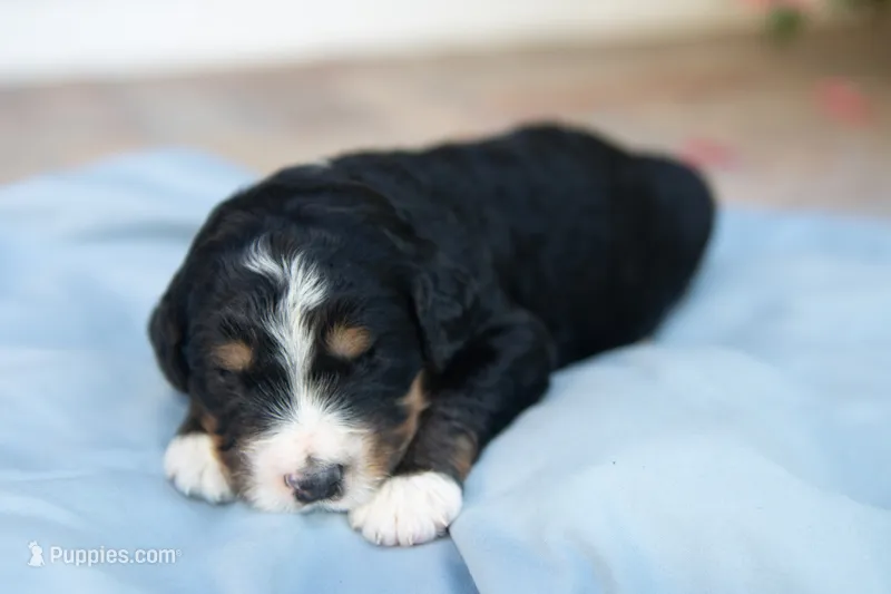 Paddington – Bernedoodle puppy for sale in Monterey, TN