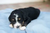 Paddington, a male Bernedoodle for sale in Monterey, TN – 1 of 1