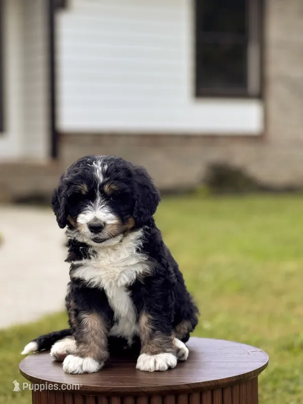 Paddington – Bernedoodle puppy for sale in Monterey, TN