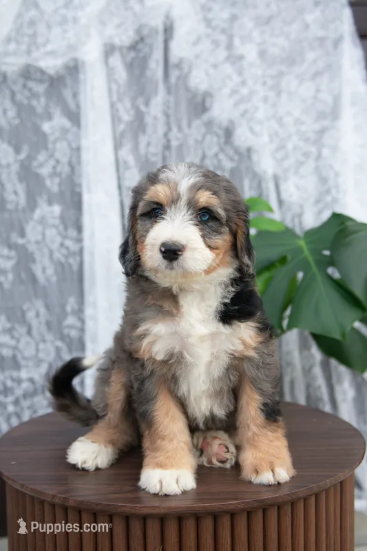 Charlotte – Bernedoodle puppy for sale in Monterey, TN
