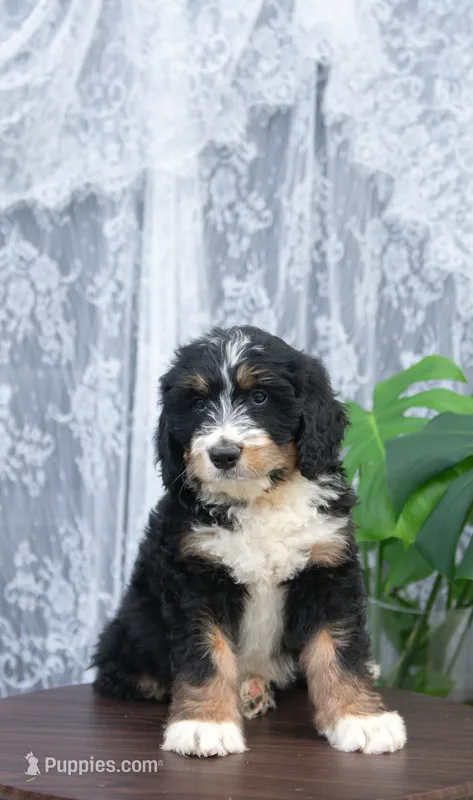 Paddington – Bernedoodle puppy for sale in Monterey, TN