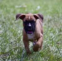 Black, a male Boxer for sale in Marietta, SC – 2 of 7