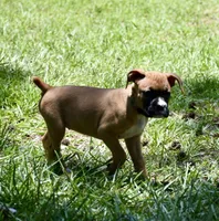 Yellow, a female Boxer for sale in Marietta, SC – 2 of 5