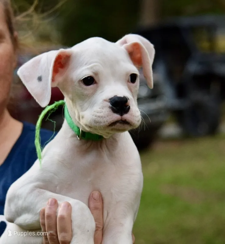Green – Boxer puppy for sale in Marietta, SC