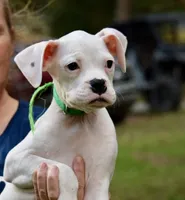Green, a male Boxer for sale in Marietta, SC – 1 of 3