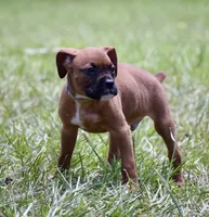 Gray, a male Boxer for sale in Marietta, SC – 3 of 7