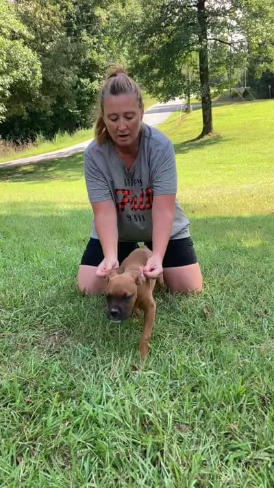 Gray, a male Boxer for sale in Marietta, SC – 6 of 6