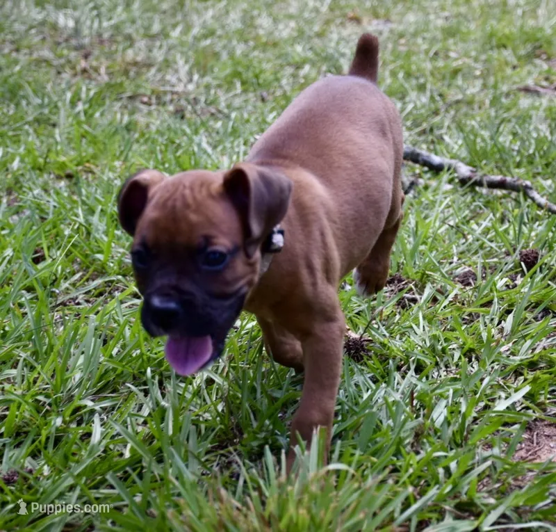 Gray – Boxer puppy for sale in Marietta, SC