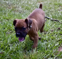 Gray, a male Boxer for sale in Marietta, SC – 2 of 7