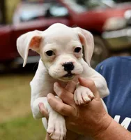 Purple, a female Boxer for sale in Marietta, SC – 1 of 3