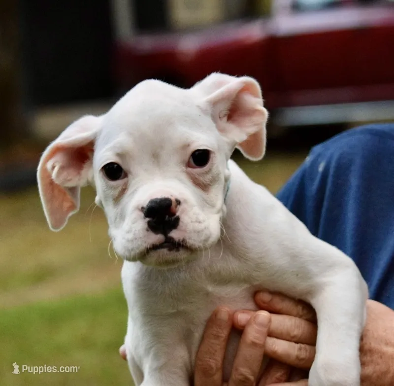Teal – Boxer puppy for sale in Marietta, SC