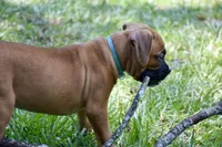 Teal, a male Boxer for sale in Marietta, SC – 2 of 5
