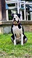 Purple, a female Boxer for sale in Marietta, SC – 2 of 3