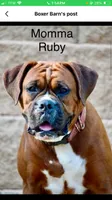Yellow, a female Boxer for sale in Marietta, SC – 4 of 5