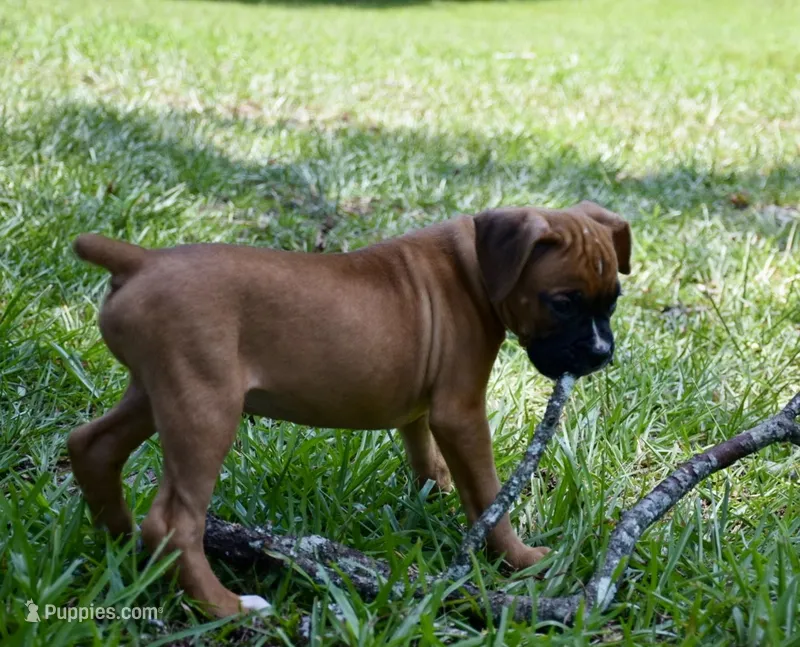 Teal – Boxer puppy for sale in Marietta, SC