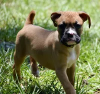 Yellow, a female Boxer for sale in Marietta, SC – 1 of 5