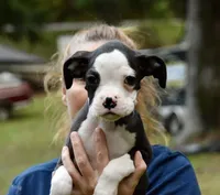 Orange, a male Boxer for sale in Marietta, SC – 1 of 3