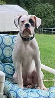 Green, a male Boxer for sale in Marietta, SC – 3 of 3