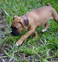 Purple, a female Boxer for sale in Marietta, SC – 1 of 5