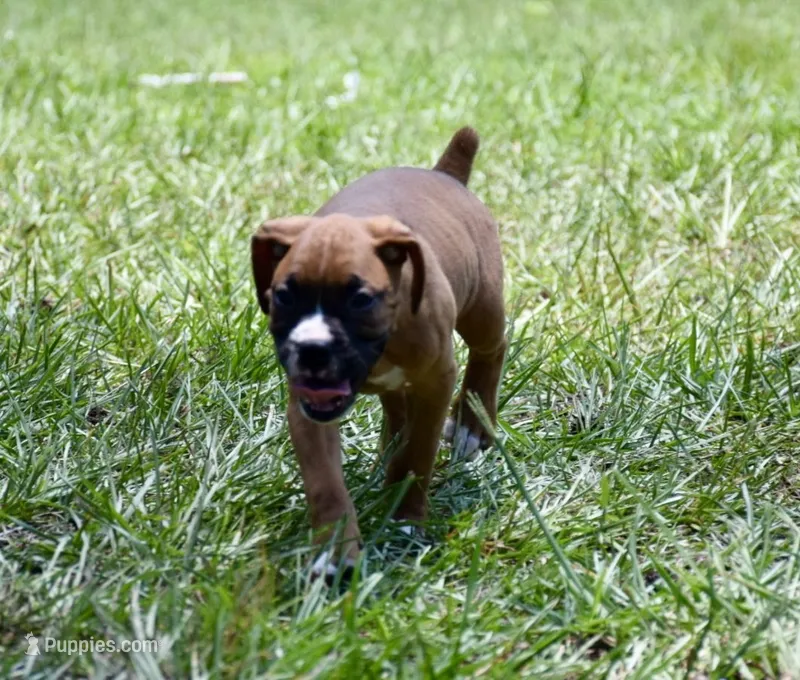 Blue – Boxer puppy for sale in Marietta, SC