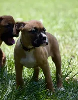 Yellow, a female Boxer for sale in Marietta, SC – 3 of 5