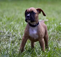 Black, a male Boxer for sale in Marietta, SC – 4 of 7