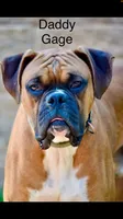 Pink, a female Boxer for sale in Marietta, SC – 5 of 5