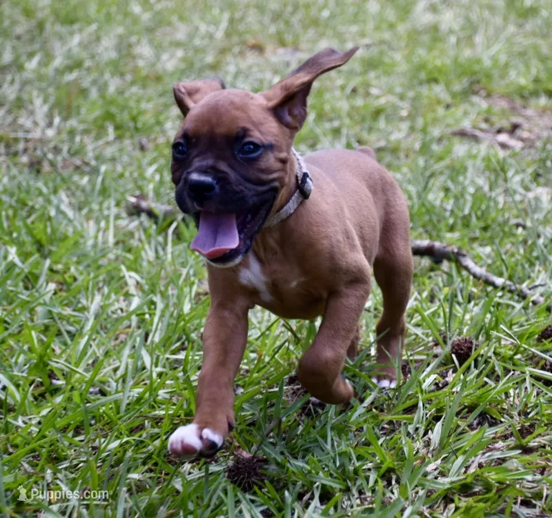 Gray – Boxer puppy for sale in Marietta, SC