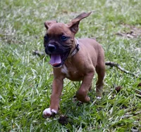 Gray, a male Boxer for sale in Marietta, SC – 1 of 7