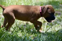 Pink, a female Boxer for sale in Marietta, SC – 3 of 5