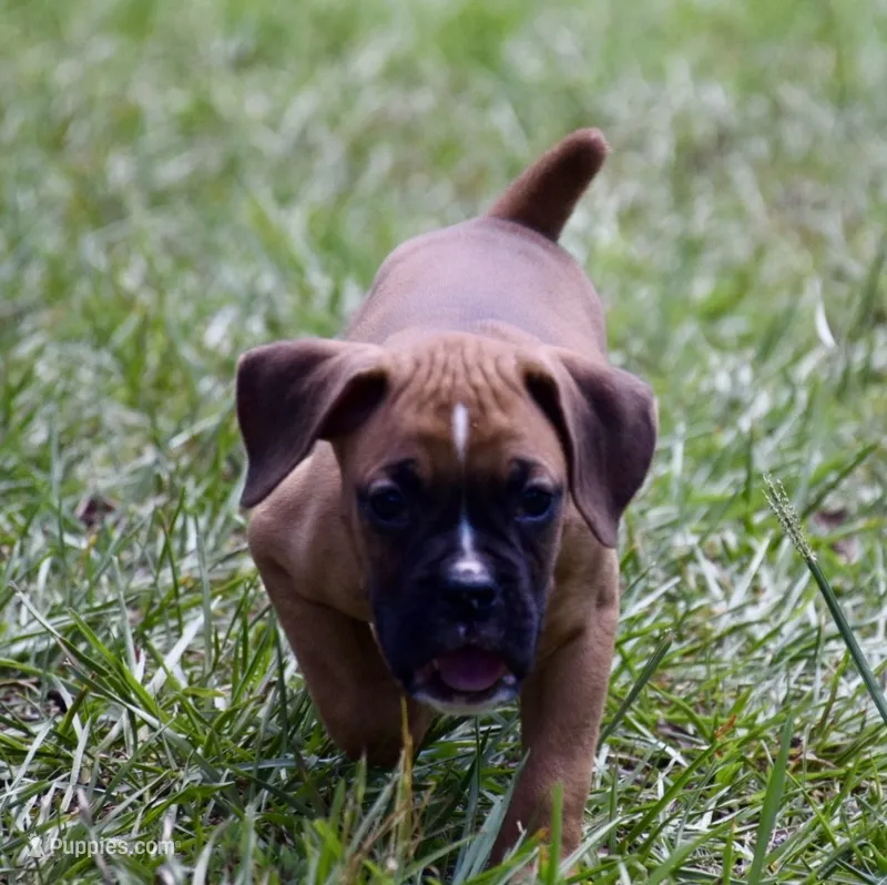 Black – Boxer puppy for sale in Marietta, SC