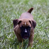 Black, a male Boxer for sale in Marietta, SC – 1 of 7
