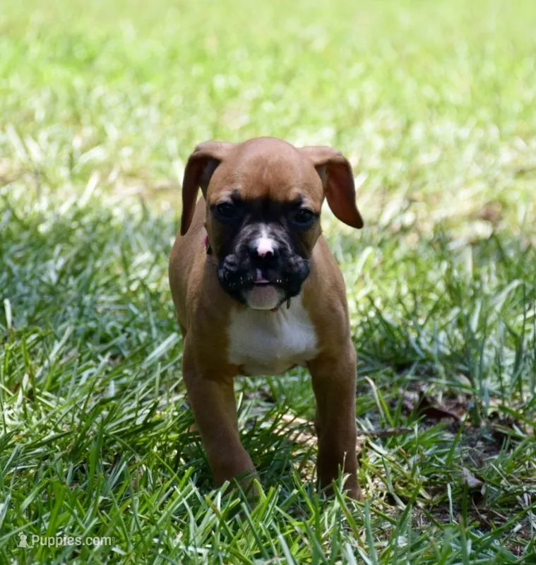 Pink – Boxer puppy for sale in Marietta, SC