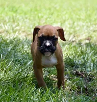 Pink, a female Boxer for sale in Marietta, SC – 1 of 5