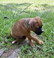 Teal, a male Boxer for sale in Marietta, SC – 3 of 5