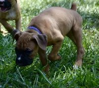 Purple, a female Boxer for sale in Marietta, SC – 3 of 5