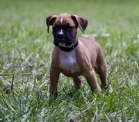 Black, a male Boxer for sale in Marietta, SC – 3 of 7
