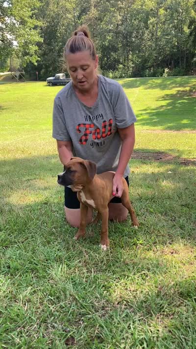 Blue, a male Boxer for sale in Marietta, SC – 5 of 5
